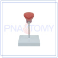 PNT-0569-1 bladder model